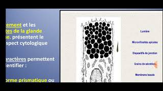 UE2 Histologie Digestiveبالعربية  4 Histologie de lestomac [upl. by Sammie]