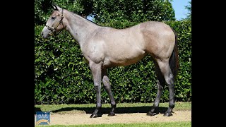 Magic Millions 2024  Lot 260 Ole Kirk x Supara Filly [upl. by Ardnauqal92]