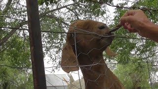 Ariadne Eats Carob Beans 🌿🐐 [upl. by Abebi]