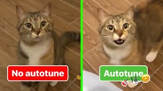 Cat Singing  No Autotune amp Autotune edit [upl. by Melita]