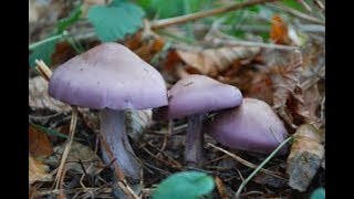 Wood Blewits Field Blewits and Clouded Agarics [upl. by Ettesel]