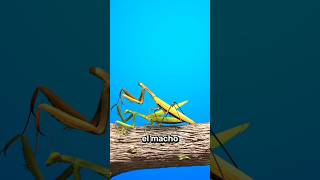 Mantis Come Cabeza De Su Novio 😨 [upl. by Leur]