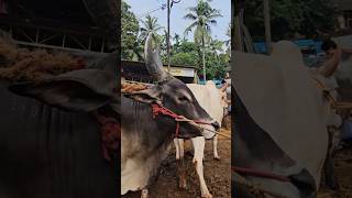 ✨ചന്തയിലെ കാള കച്ചവടം Kangayam bull  Chattipparamba Chanda  Cattle Vlogger  Bull Trade market [upl. by Lemaceon]