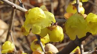 Wintersweetフクジュロウバイ福寿蝋梅fukujyu ro baiChimonanthus praecox [upl. by Stepha]