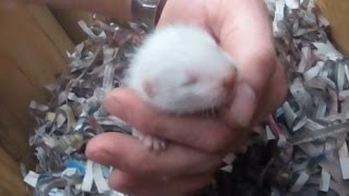 Baby Ferrets 2 weeks old [upl. by Ayel]