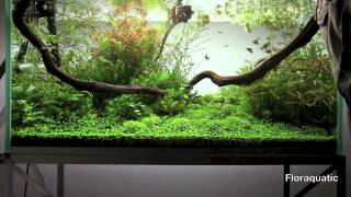 Entretien dun aquarium planté  Aquarium Care  Aquascape Gardening  Live Planted Fish Tank [upl. by Sells]