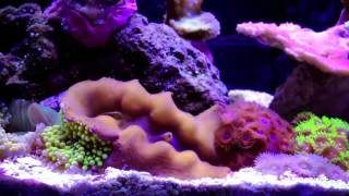 Fluval Spec V Reef 5 Gal Pico Reef [upl. by Norehs]