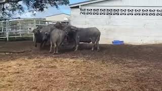 Water Buffalo Auction  Purple Tags [upl. by Sergio468]