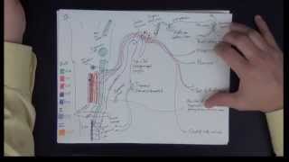 Neuroanatomy  Cranial Nerves IX X XI XII  Drawing the Pathways [upl. by Cotterell]