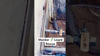 Monitor Lizard 🦎 Rescue monitorlizard monitorlizards rescue viralshorts youtubeshorts [upl. by Blaise139]