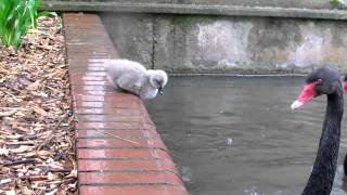 Black Swan Cygnets jump into the lake [upl. by Melbourne]