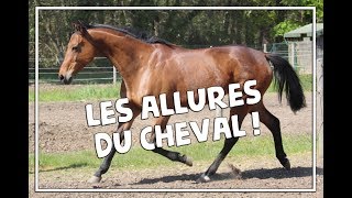 LES ALLURES DU CHEVAL [upl. by Rol]