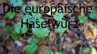 Die Europäische Haselwurz Ein wunderbarer Bodendecker [upl. by Zil766]