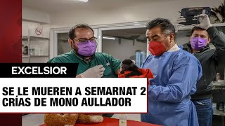 Se le mueren a Semarnat 2 crías de mono aullador que sacó de Tabasco [upl. by Lyndy301]