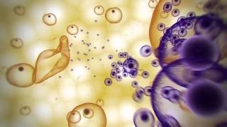 Malaria Lifecycle Animation [upl. by Stillas906]