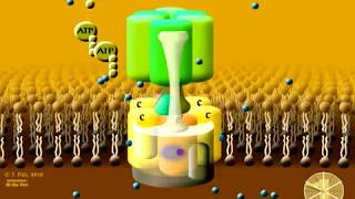 Animation of the rotary mechanism of the Vacuolar protonATPase VATPase – a protein complex [upl. by Derfnam]