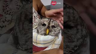 Injured Owl Rescue By a Woman  Heartsome 💖 [upl. by Fenwick]