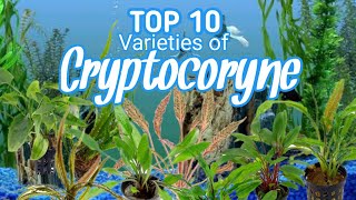 Cryptocoryne Varieties Top 10 I PlantFactory [upl. by Hoopen702]