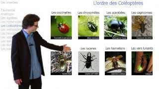 Tout savoir sur les insectes [upl. by Viviyan23]