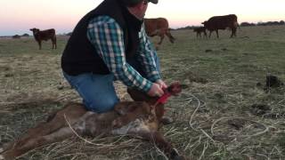 Ranching 101 How to eartag a baby calf [upl. by Attela715]