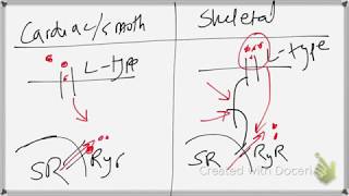 Skeletal Muscle Resistance to Class 4 Antiarrhythmics Verapamil [upl. by Ainehta817]