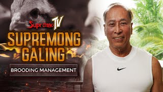 Supremong Galing Brooding Management  Supremo TV Episode 1 [upl. by Dulsea]