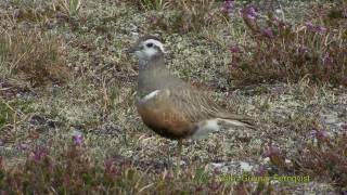 FJÄLLPIPARE Eurasian Dotterel Charadrius morinellus Klipp  34 [upl. by Nylehtak]