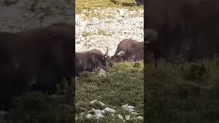 Yak fight yak animals viralvideo baltistan gilgit [upl. by Atiragram617]