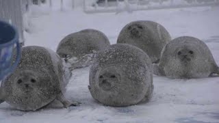 A Blubbering Bouncing Seal Collection [upl. by Service]