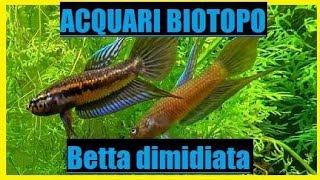 Betta dimidiata [upl. by Llenal]