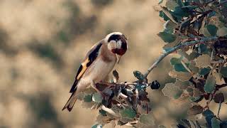 Lluis Capdevila  Sad Bird [upl. by Caldera]