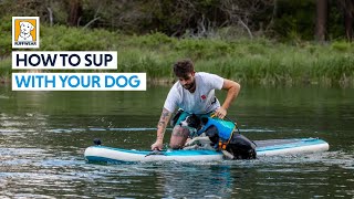 How to SUP With Your Dog [upl. by Leinod133]