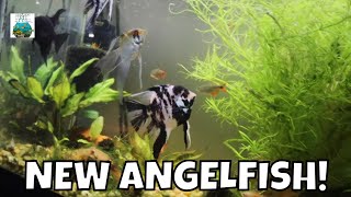 New Angel Fish [upl. by Martine]