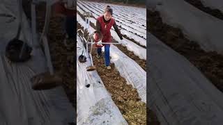 Vegetable planting pit making tools Good tools and machinery can increase work efficiency [upl. by Clarkson]