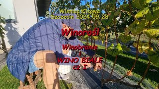 WINOROŚL  Winobranie i WINO BIAŁE cz I  Winnica Cisowa 2024 09 28 [upl. by Tirrej]