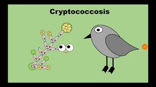 6 Cryptococcosis المستخفيات Cryptococcus neoformans [upl. by Riatsila]