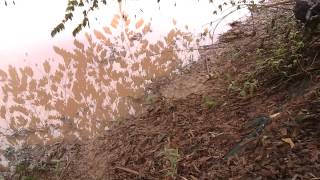 Climbing perch Anabas testudineus walking on land [upl. by Autrey]