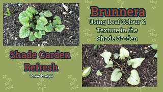 Planting Brunnera in the Shade Garden [upl. by Alyse753]