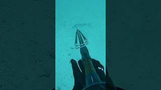 Spearfishing GIANT Mangrove Snapper off Shrimp boat wreck spearfishing wreckdiving gopro [upl. by Yenettirb870]