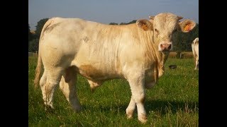 Elevage de charolais  la période hivernale au GAEC ROLIN [upl. by Nisior]