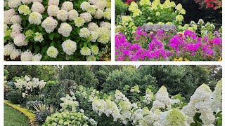 July 2024 panicle hydrangea garden tour [upl. by Grubman419]