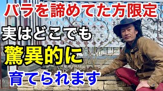 【30cmあればOK】少ない土でもバラを驚異的に育てるコツ教えます 【カーメン君】【園芸】【花ごごろ】【フルボ酸】 [upl. by Durrell759]