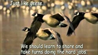 Geese teamworkmov [upl. by Larina]