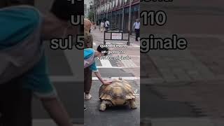 Leggermente grasso 🐢 shortsvideo [upl. by Eblehs]