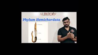 Phylum Hemichordata  Animal classification  viral short  Avinash sir [upl. by Inahteb]