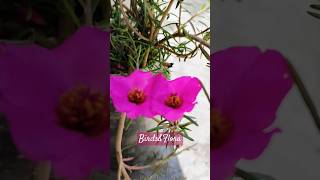 Portulaca Grandiflora Flower 🌺 different types of flowers trendingnatureflowers aestheticshorts [upl. by Selimah379]