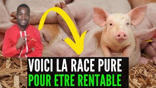 10 CRITERES POUR choisir une bonne RACE DE PORC investir au pays en ELEVAGE DE PORCS [upl. by Vivica]