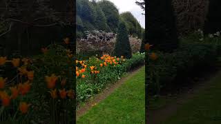 Caversham court gardens Reading Berkshire Free access to the public garden gardenbeauty flower [upl. by Pachston]