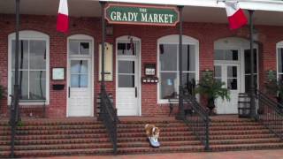 TWIG SKATES APALACHICOLA  Skateboarding Dog [upl. by Sturges]