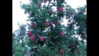 Pruning and Training Apple Trees [upl. by Ardyth]